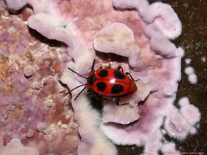 Endomychus coccineus